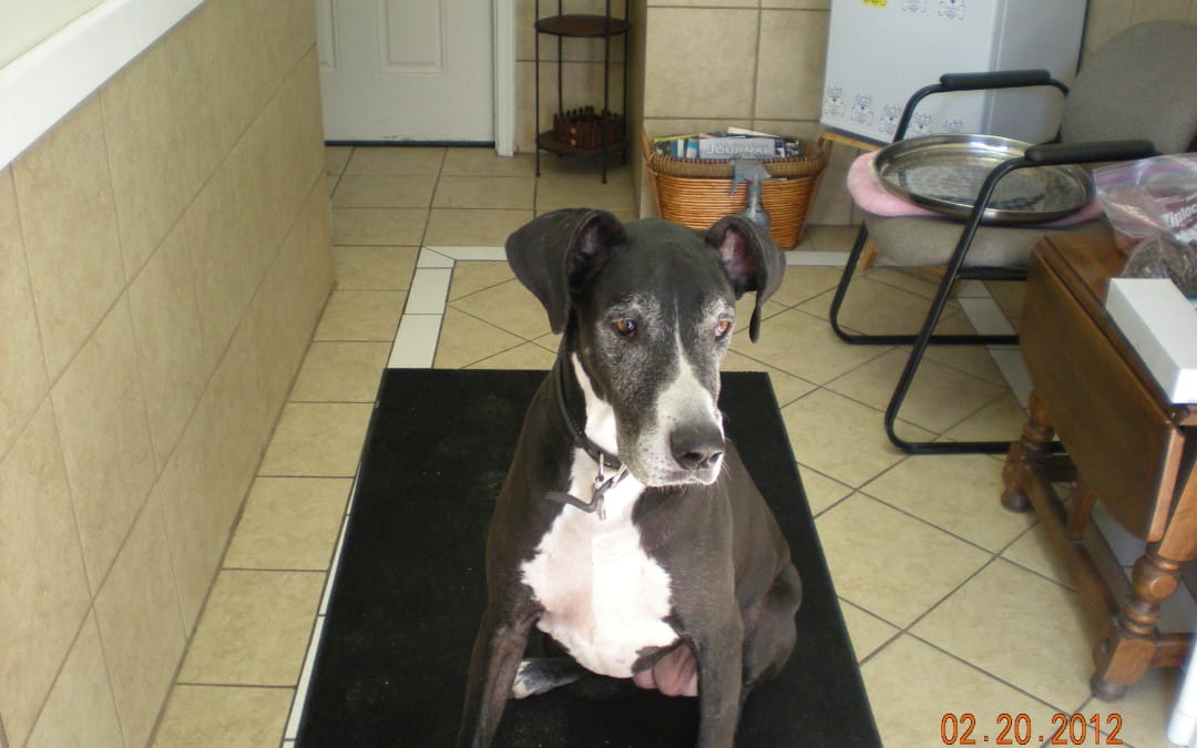 Dog of the Month – March 2012