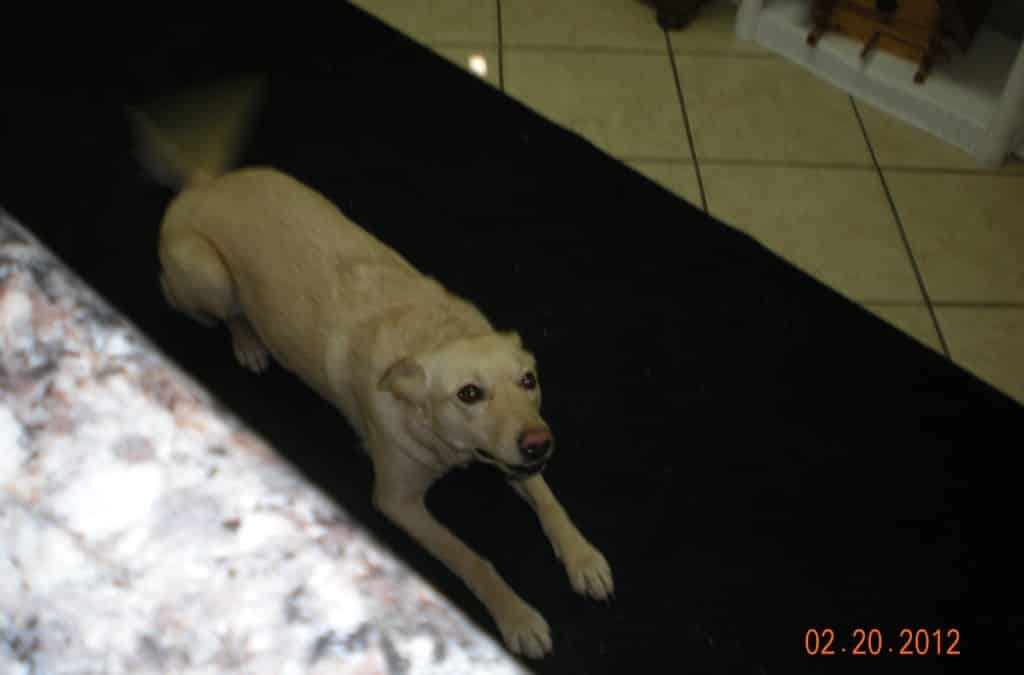 Dog of the Month – April 2012