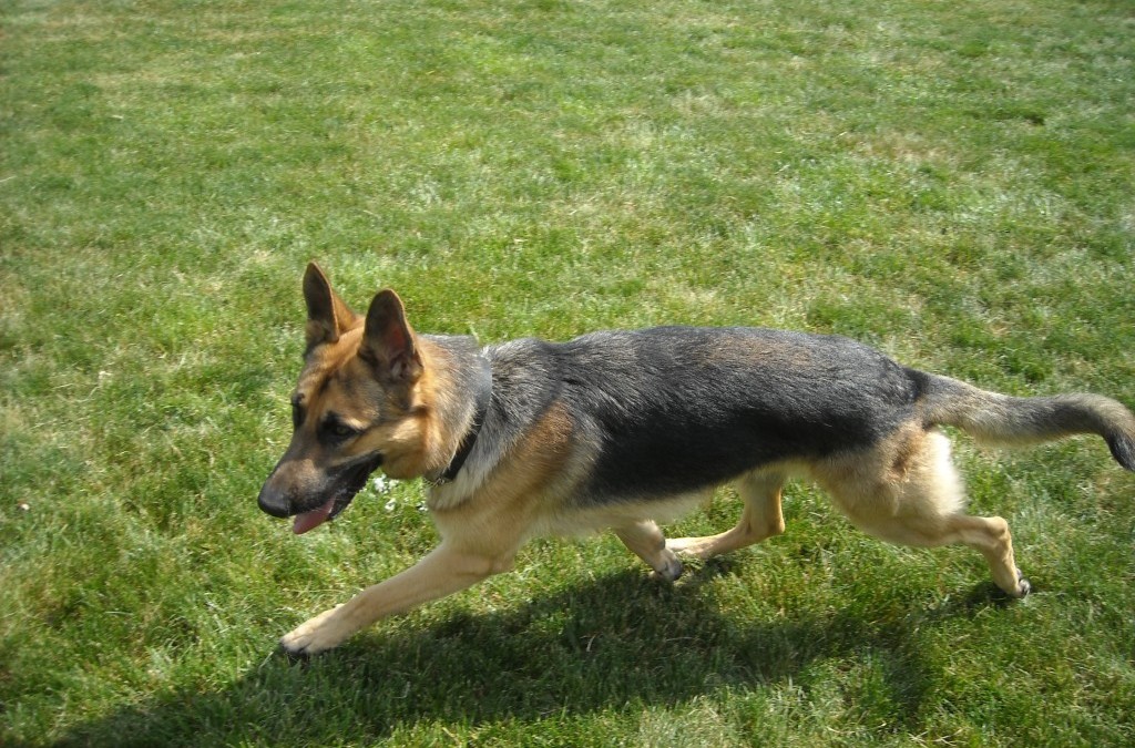 Dog of the Month – June 2012