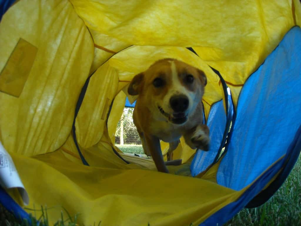 Through the tunnel!