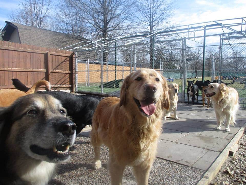 Camp K-9 Pet Resort and Spa, Inc. - Country Club Hills, IL