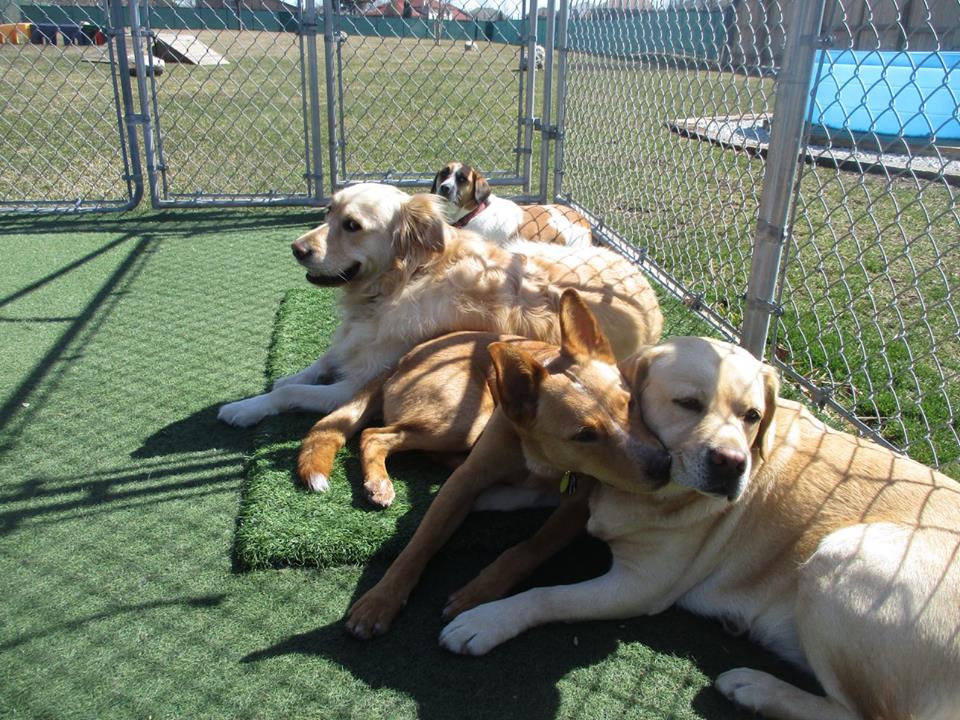 dog country daycare and boarding