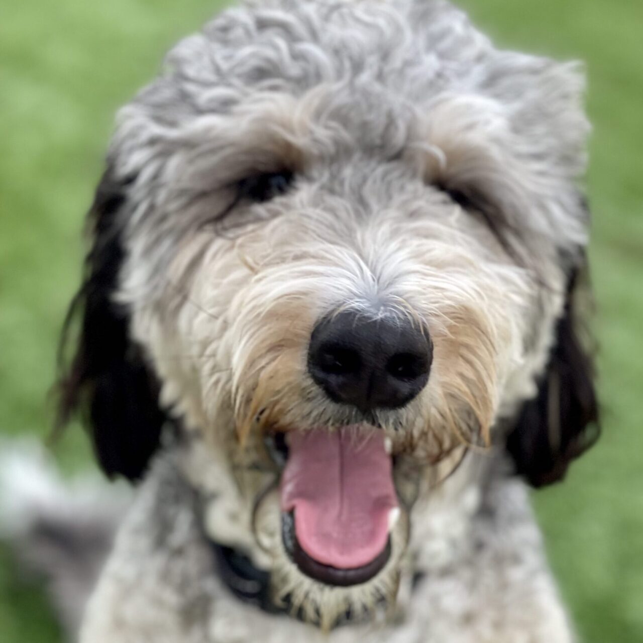 Camp K9 Pet Resort and Spa, Inc. Dog Boarding, Daycare, Grooming and